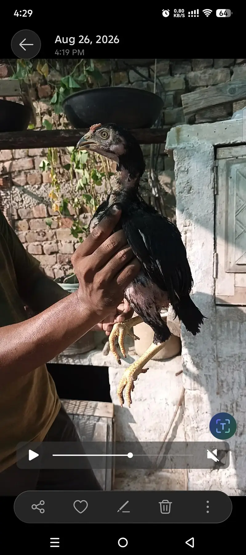 Pure Mushka Aseel Lasani Bloodline Pathay / High Quality Aseel Chicks — photo 5