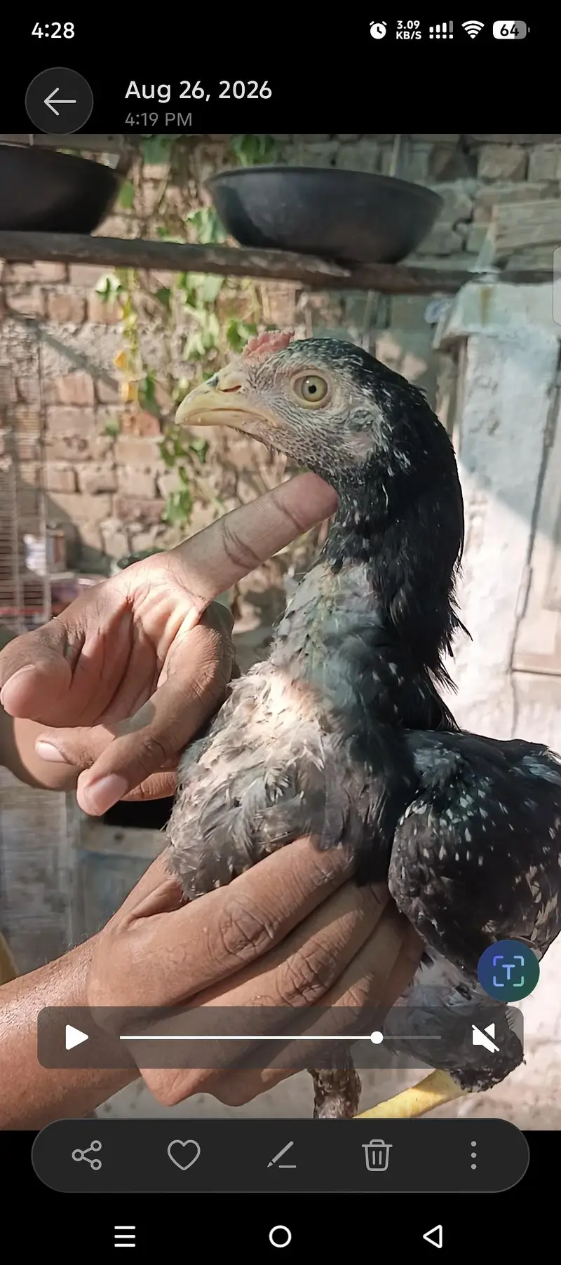 Pure Mushka Aseel Lasani Bloodline Pathay / High Quality Aseel Chicks — photo 7
