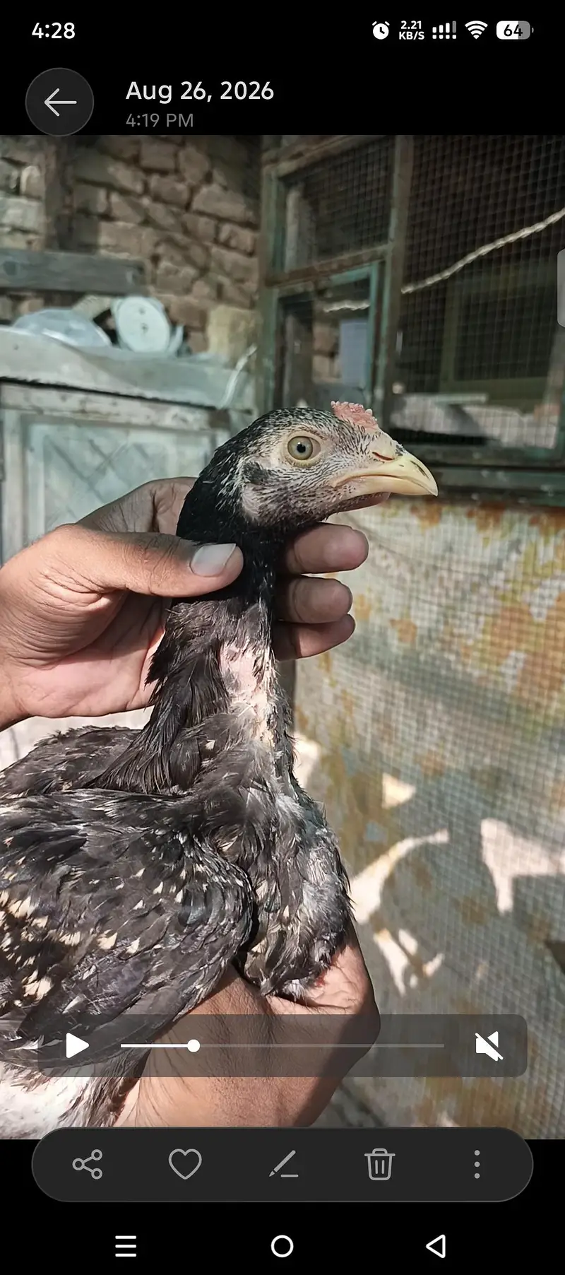 Pure Mushka Aseel Lasani Bloodline Pathay / High Quality Aseel Chicks — photo 8
