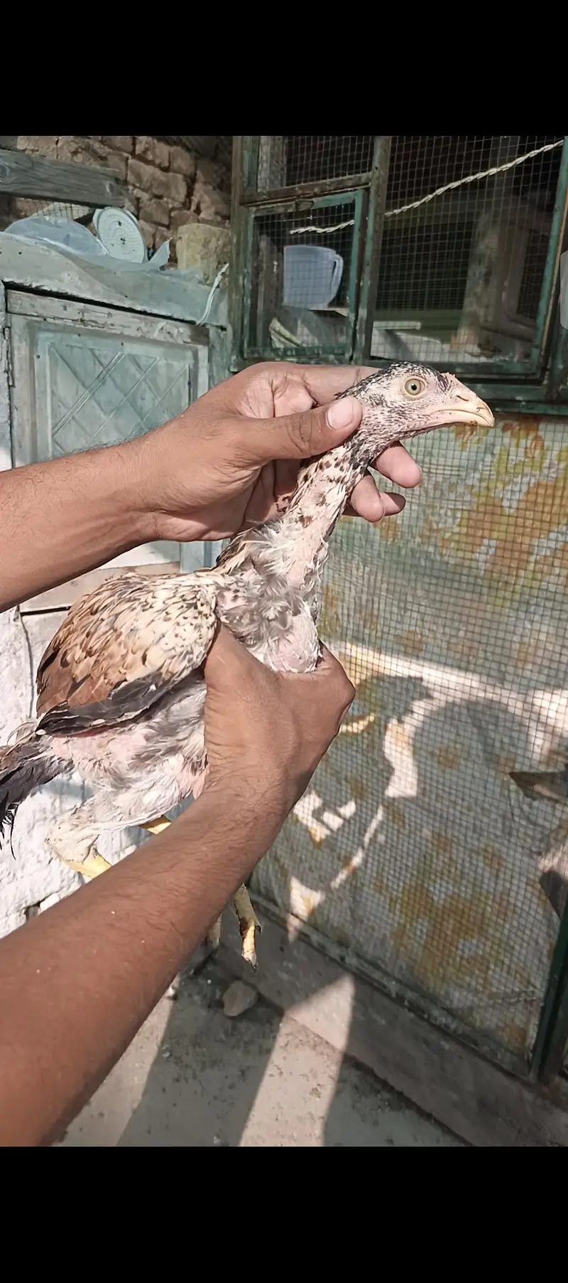 Pure Mushka Aseel Lasani Bloodline Pathay / High Quality Aseel Chicks — photo 9