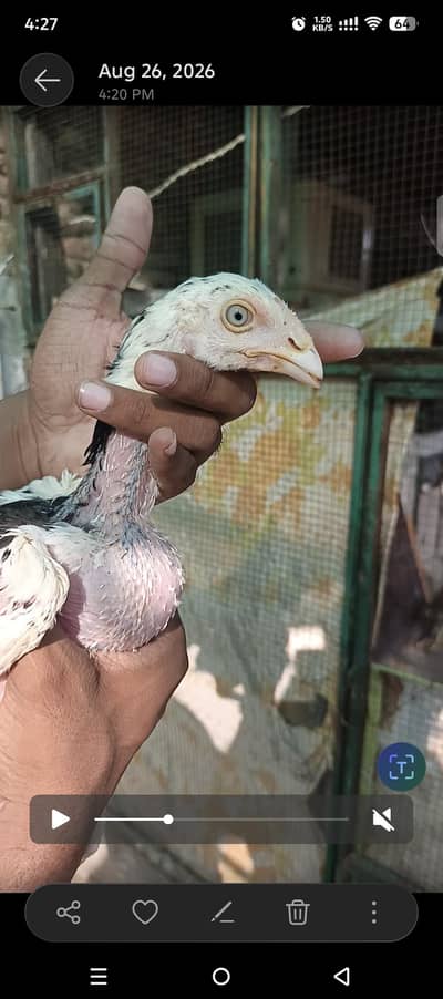 Pure Mushka Aseel Lasani Bloodline Pathay / High Quality Aseel Chicks