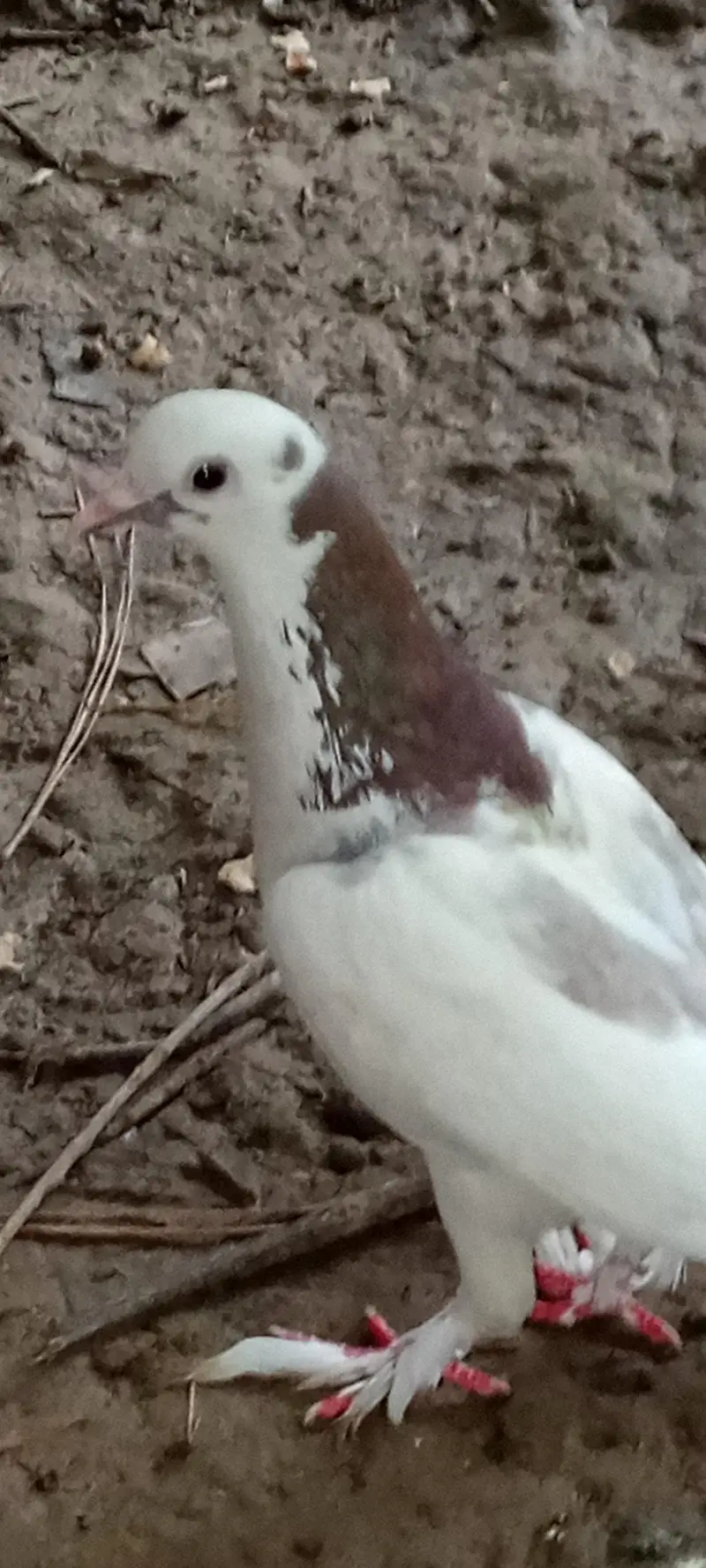 Pigeon for sale full active healthy — photo 2