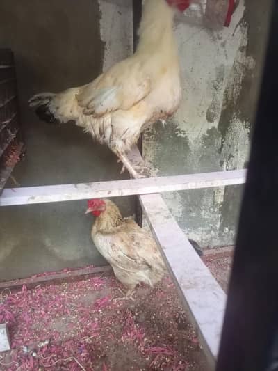 dasi Golden misri