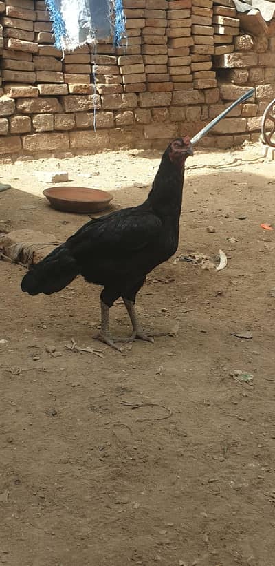 aseel mianwali kali sawi  madi
