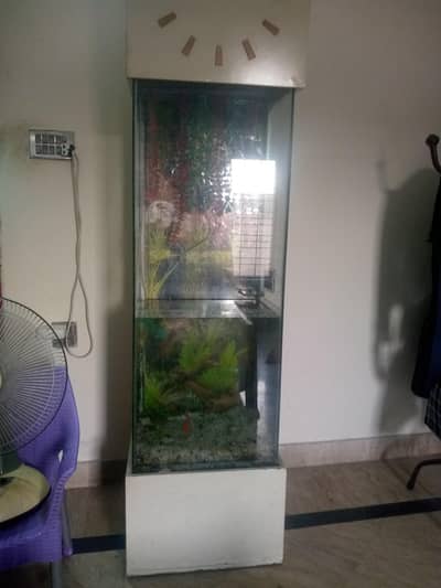 fish equriam fansy