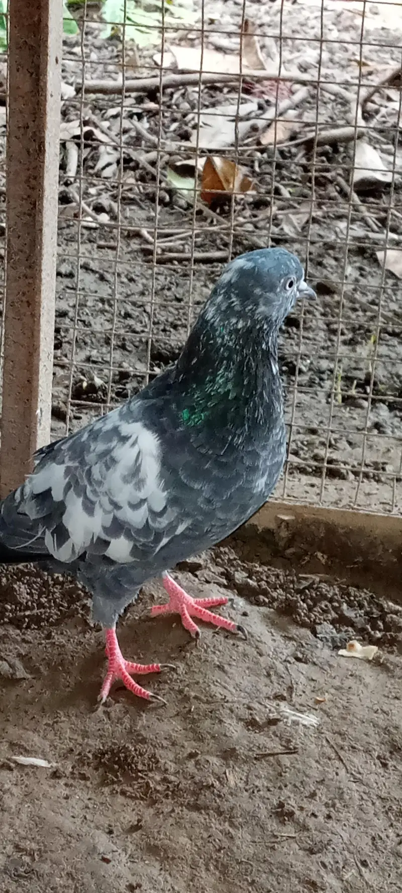 pigeon for sale full active and healthy contact number= 03245974166 — photo 2