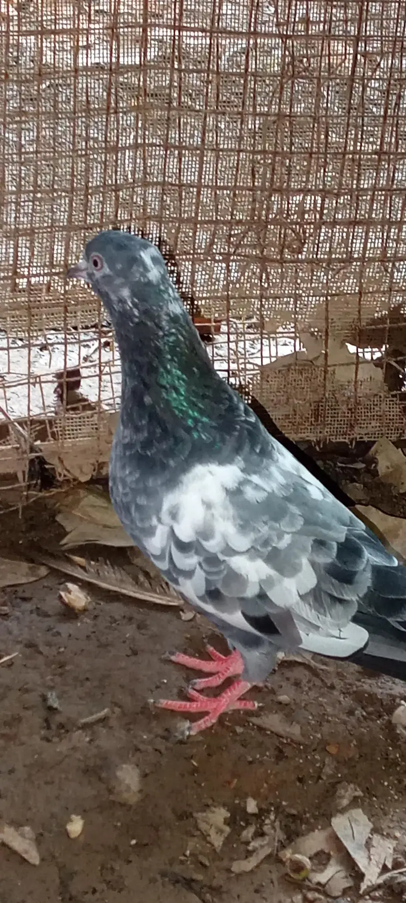 pigeon for sale full active and healthy contact number= 03245974166 — photo 3