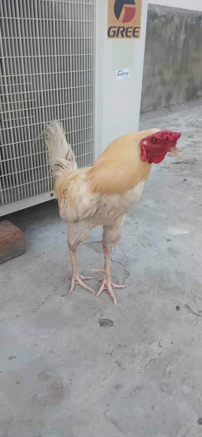 Aseel Murgha For Sale. 03244934683