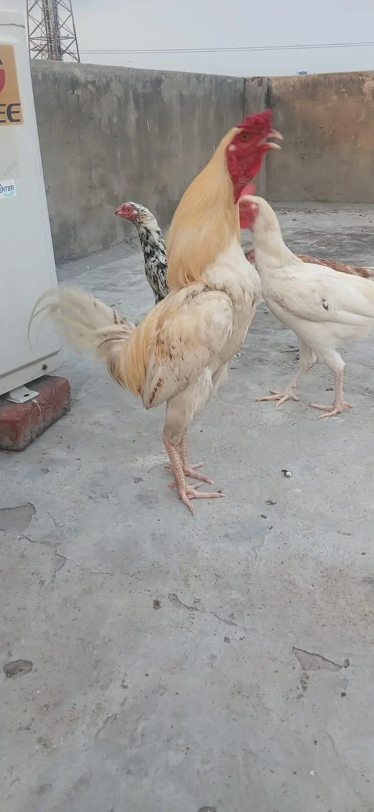 Aseel Murgha For Sale. 03244934683 — photo 3