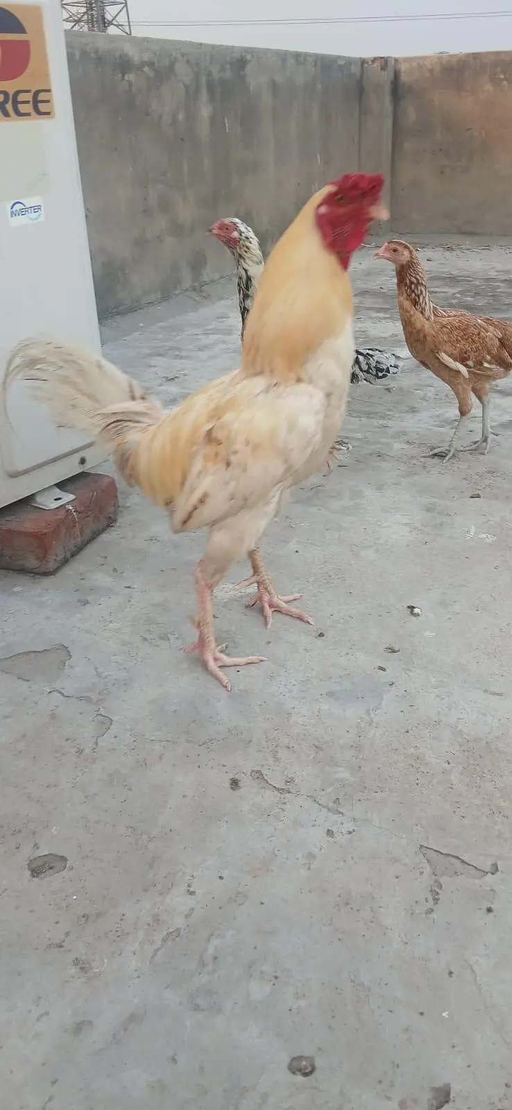 Aseel Murgha For Sale. 03244934683 — photo 4