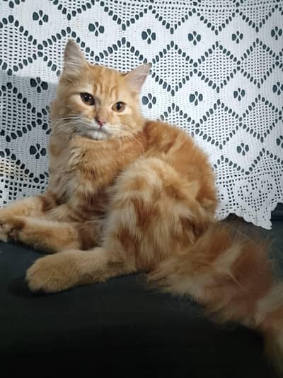 persian cat for sale