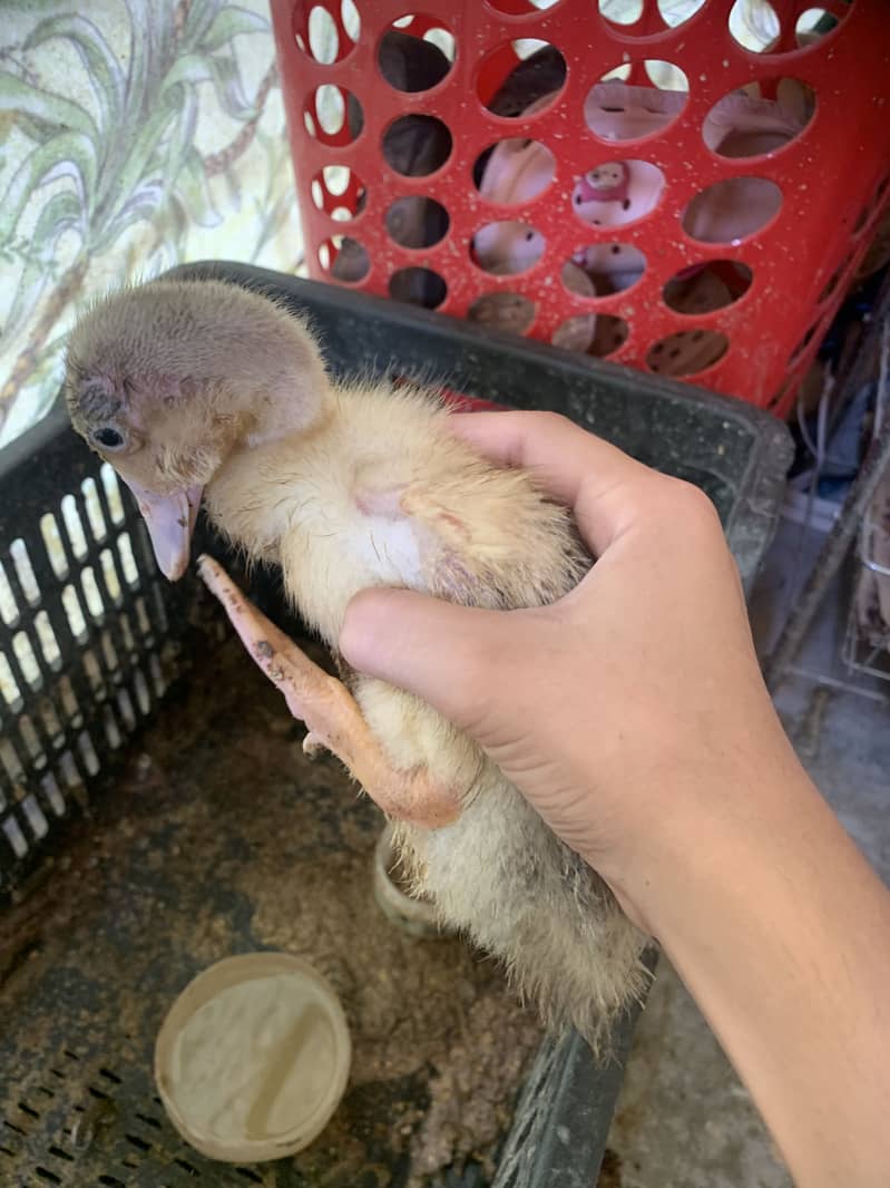 Two ducks 1