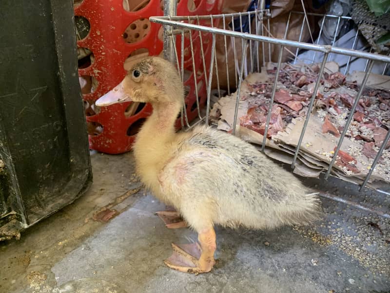Two ducks 2