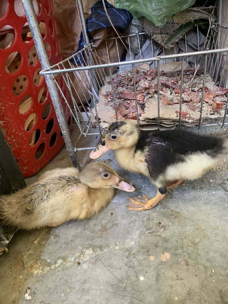 Two ducks 3