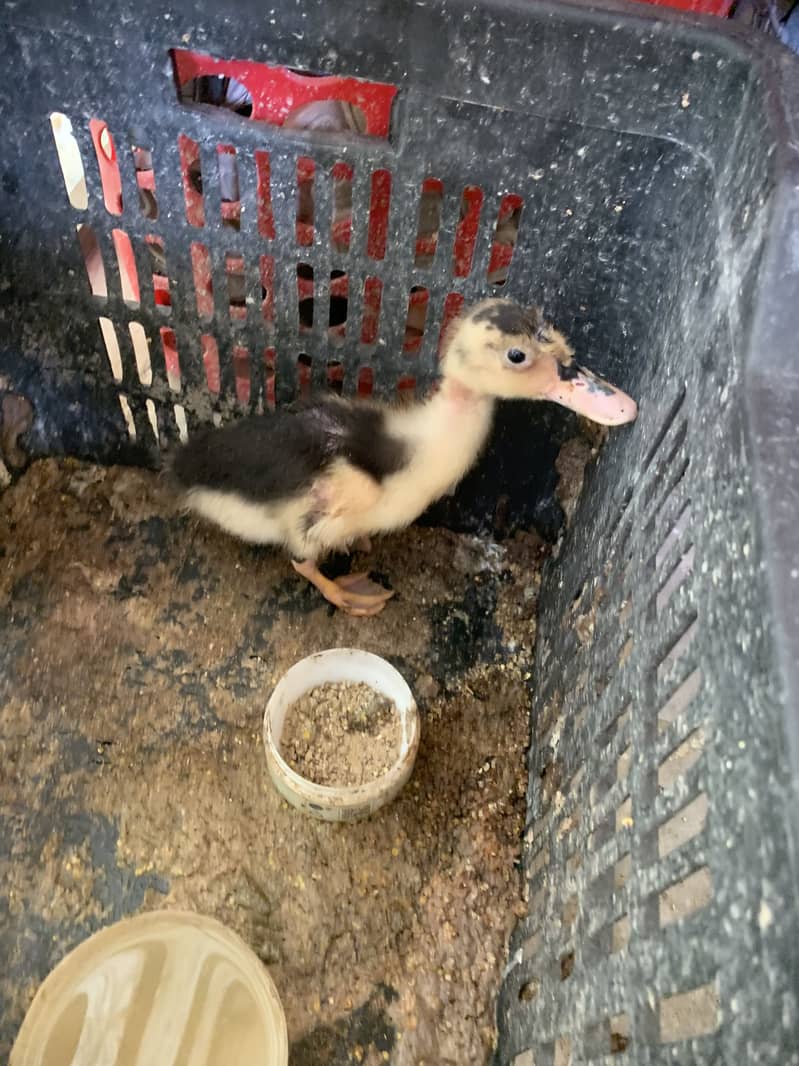 Two ducks 4