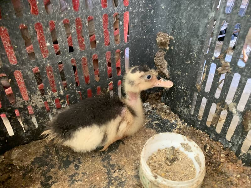 Two ducks 5