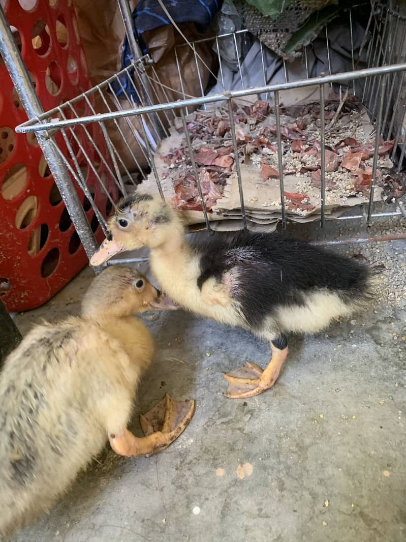 Two ducks 6