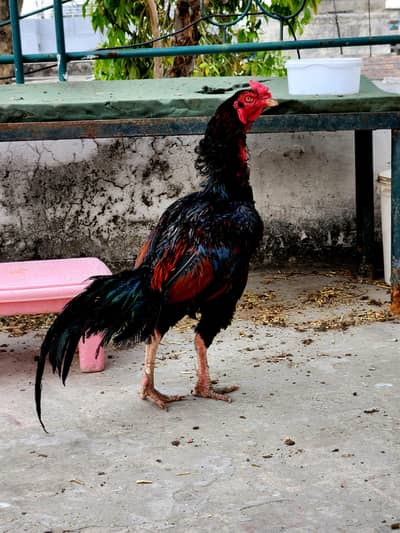 Aseel Chicks