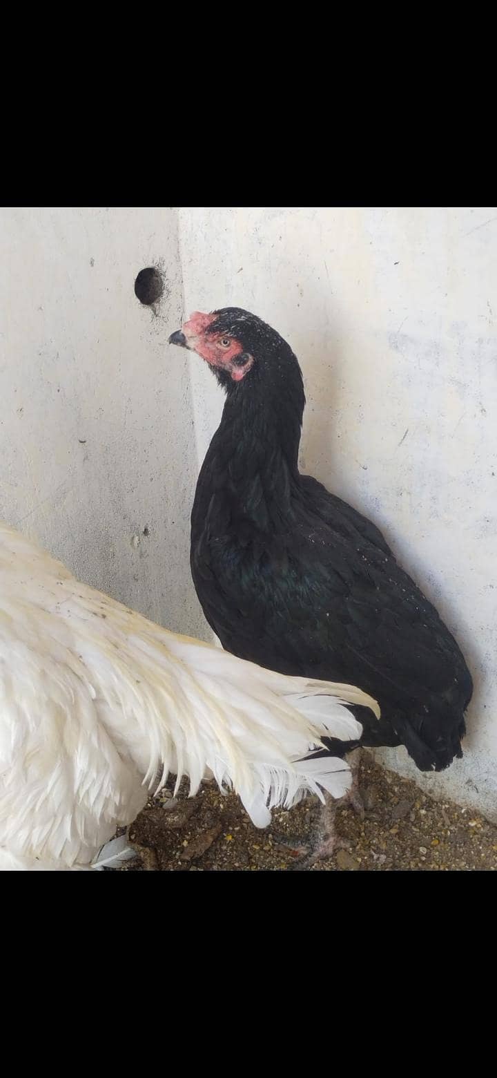 2 heera pair 0