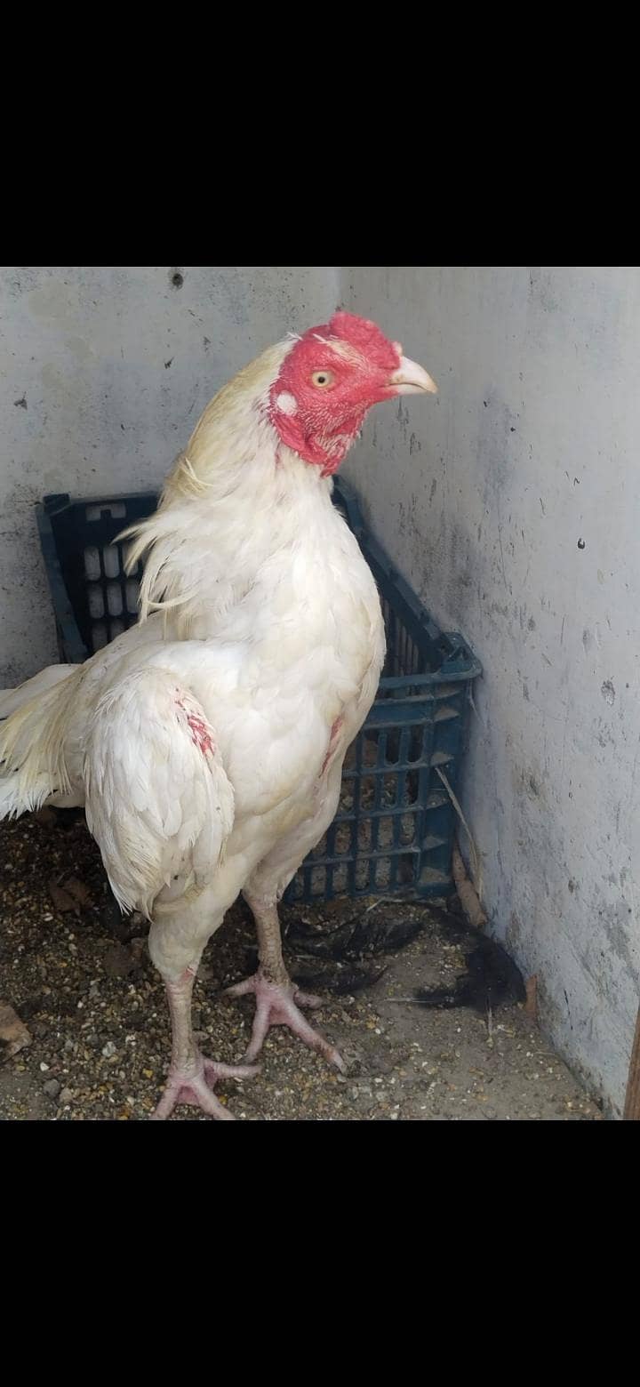 2 heera pair 1