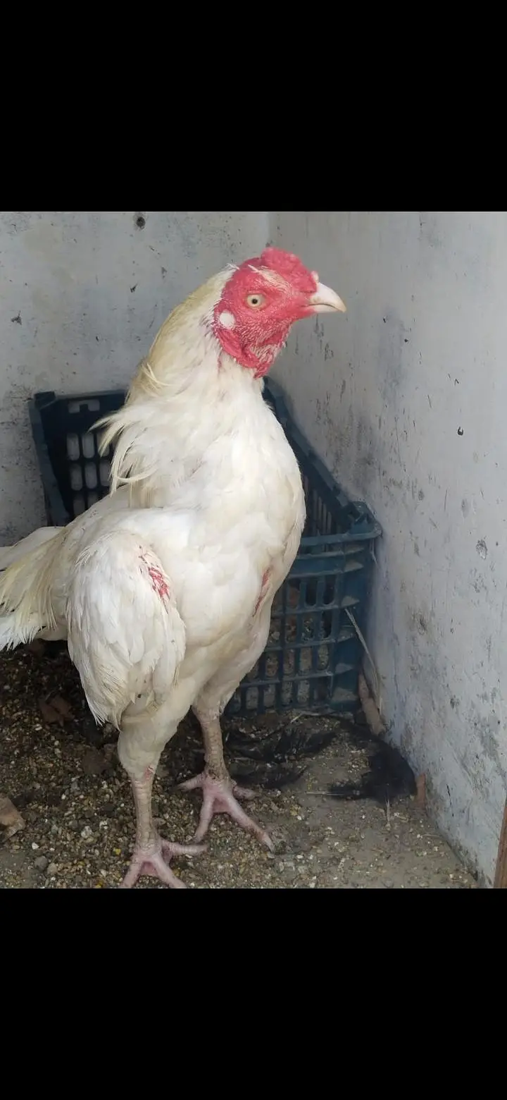 2 heera pair — photo 2