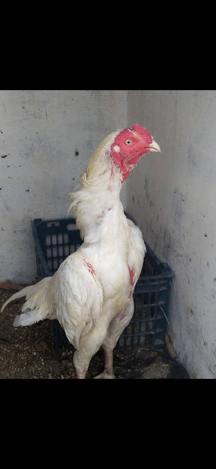 2 heera pair 2
