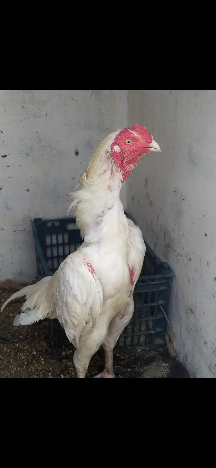 2 heera pair — photo 3