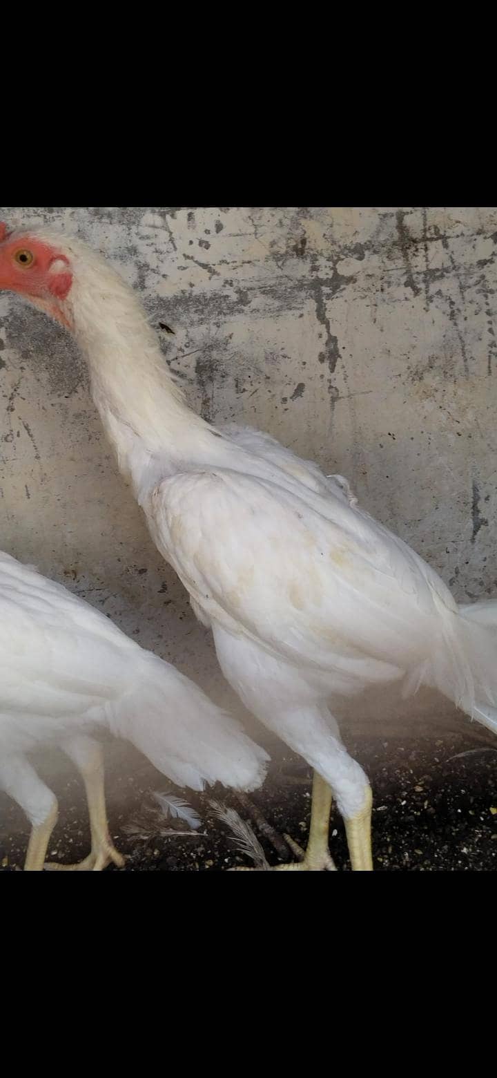 2 heera pair 6