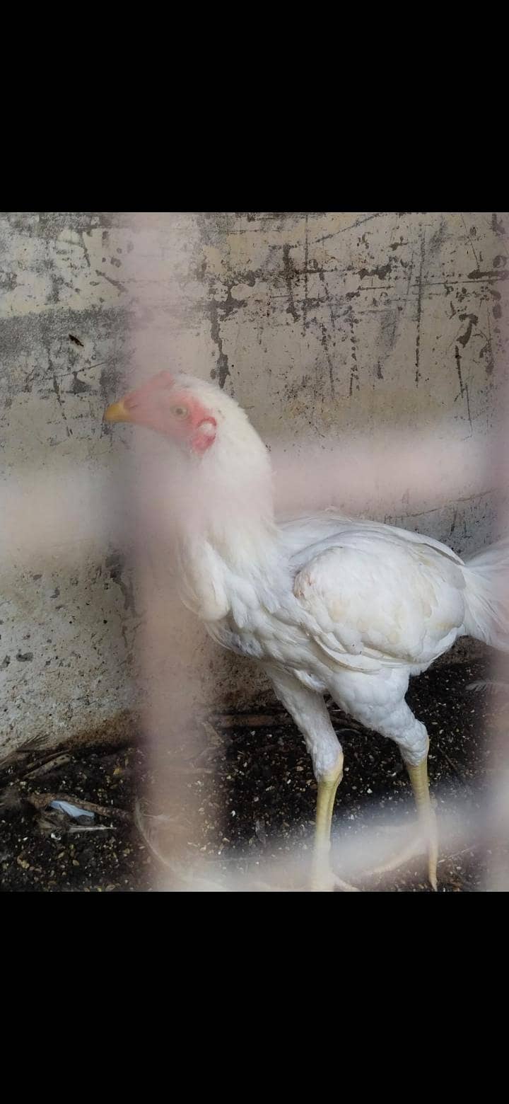 2 heera pair 7