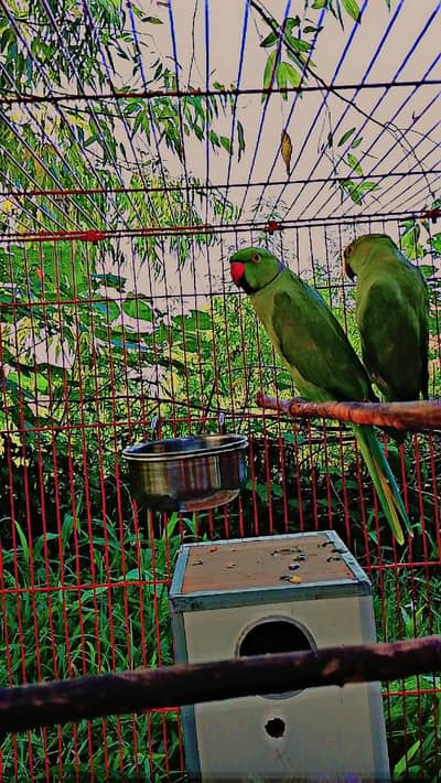 Raw parrot pair price 12k