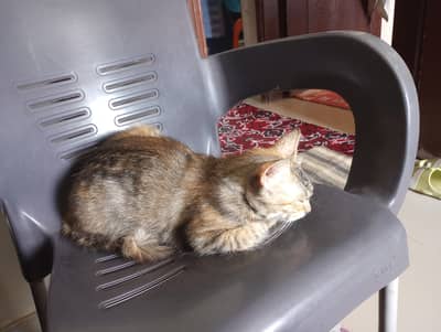 female cat with male one month old kitten