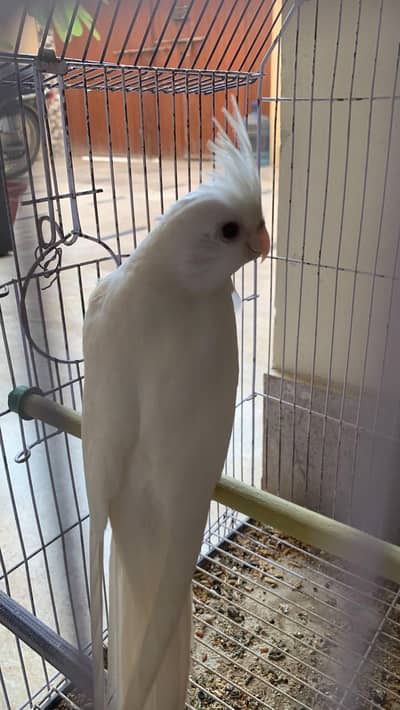 Eno cocktail Female for sale