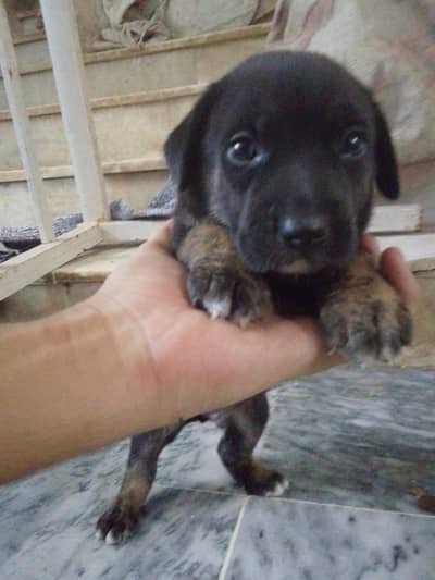 Labrador+ German shepherd breed puppies for sale