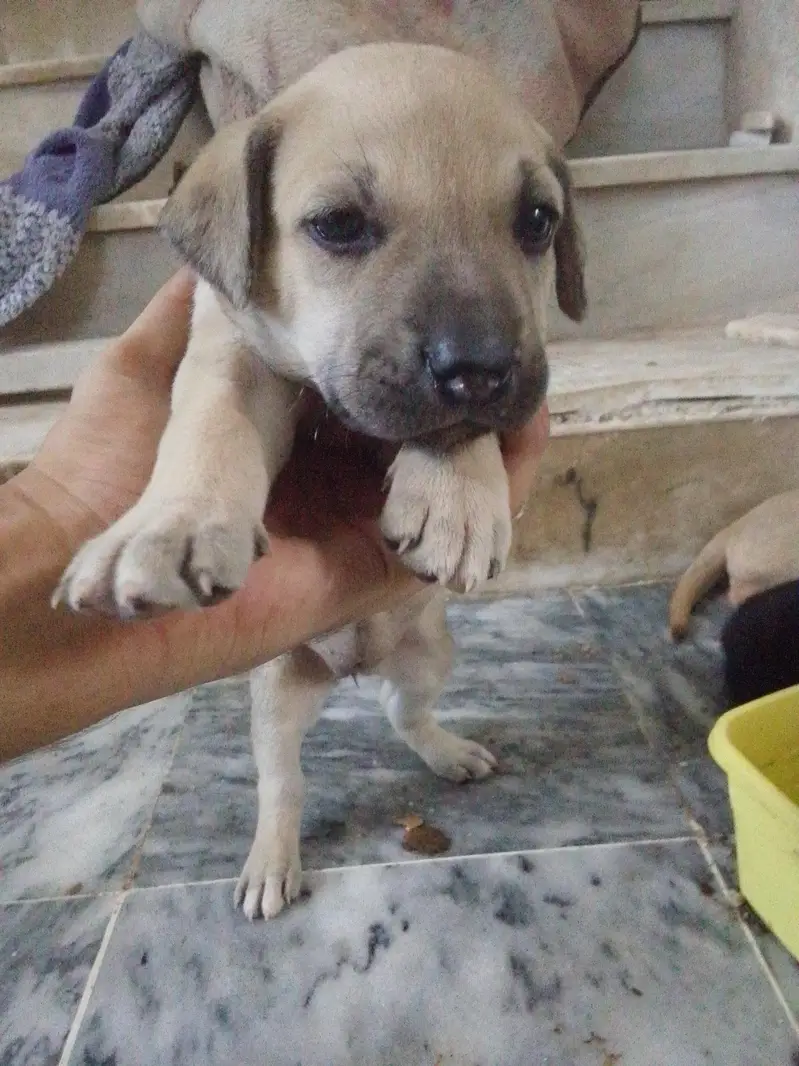 Labrador+ German shepherd breed puppies for sale — photo 2