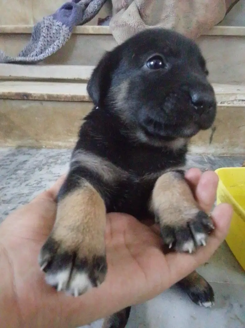 Labrador+ German shepherd breed puppies for sale — photo 3