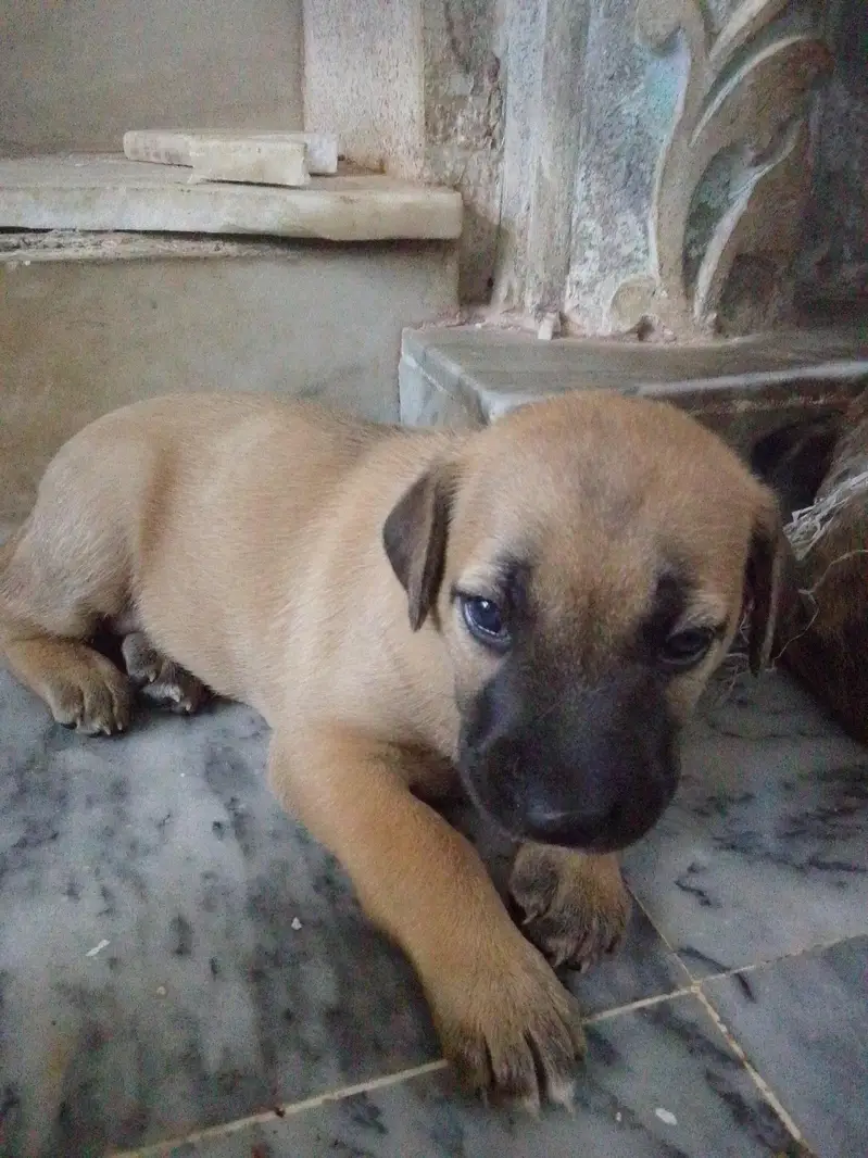 Labrador+ German shepherd breed puppies for sale — photo 4