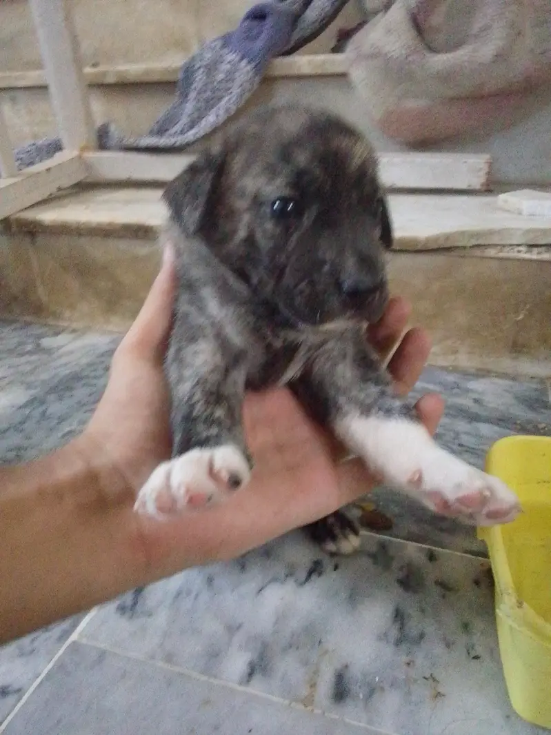 Labrador+ German shepherd breed puppies for sale — photo 5