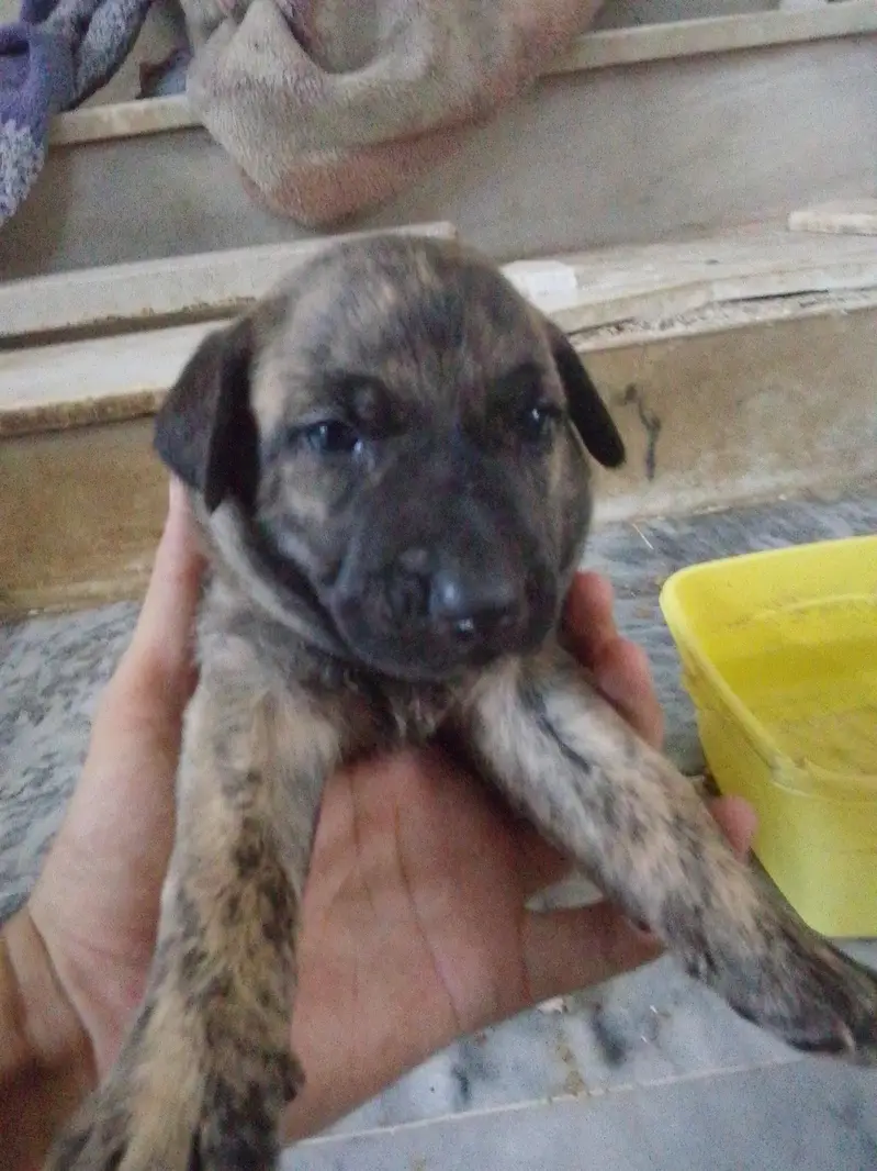 Labrador+ German shepherd breed puppies for sale — photo 6