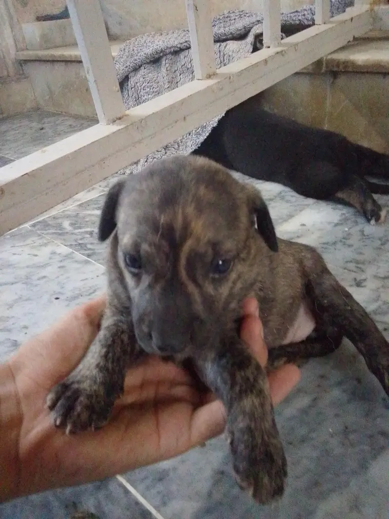 Labrador+ German shepherd breed puppies for sale — photo 7