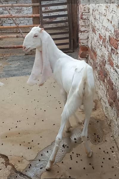 Gulabi Female Danthon me 2 newly crossed