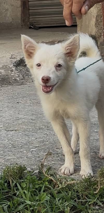 Russian female healthy active playful