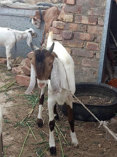 Bakra nacab posh