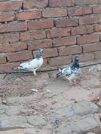 I WANT TO SALE MY PIGEON PAIR
