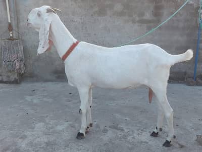 bakri for sale ha health active