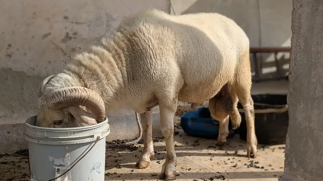long tail/ram — photo 2