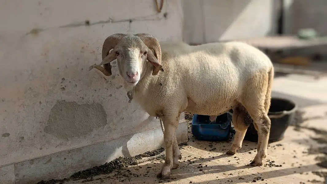 long tail/ram — photo 3