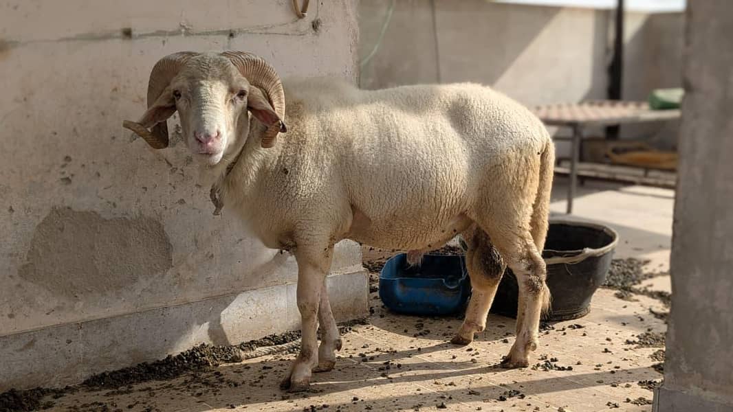 long tail/ram 4