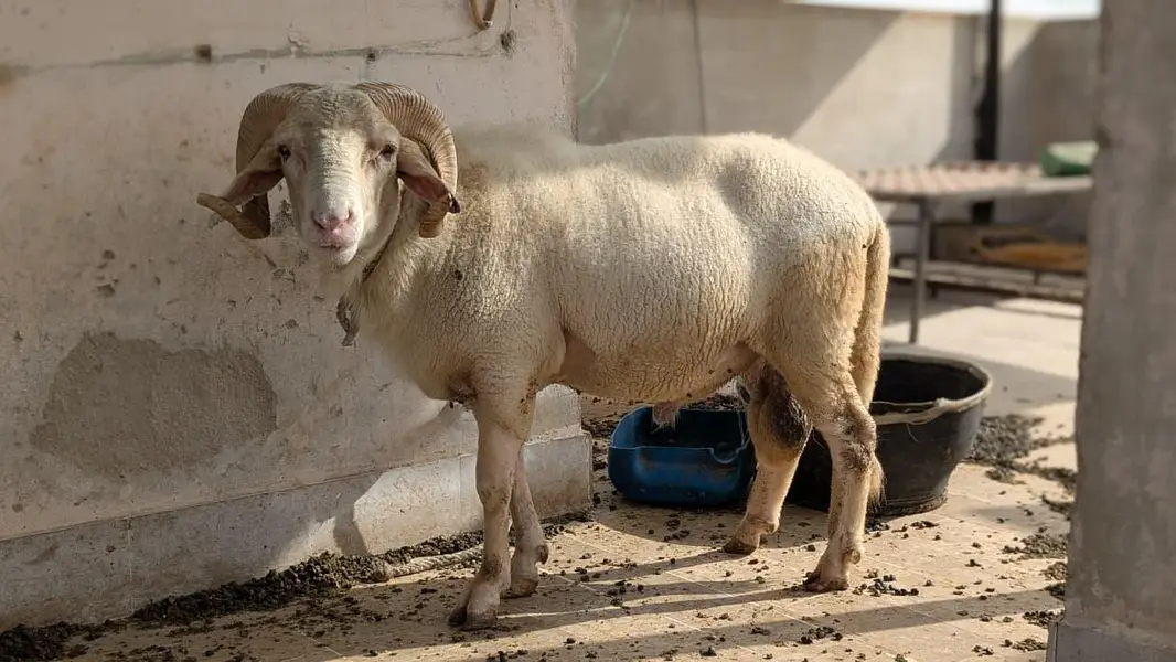 long tail/ram — photo 5