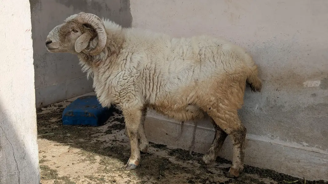 long tail/ram — photo 6