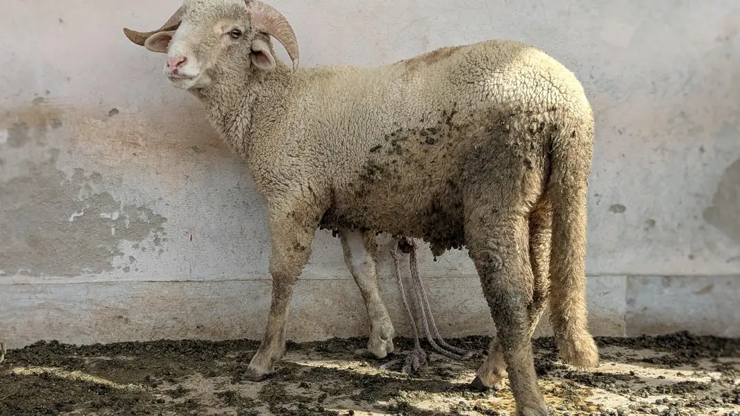 long tail/ram — photo 10